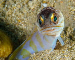 The glare.  Jawfish moving between burrows, suddenly surp... by Elaine Wallace 